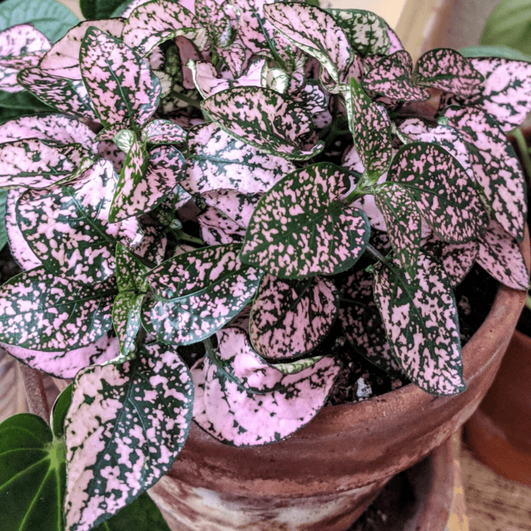 Polka Dot Plant – Growing & Care Guide