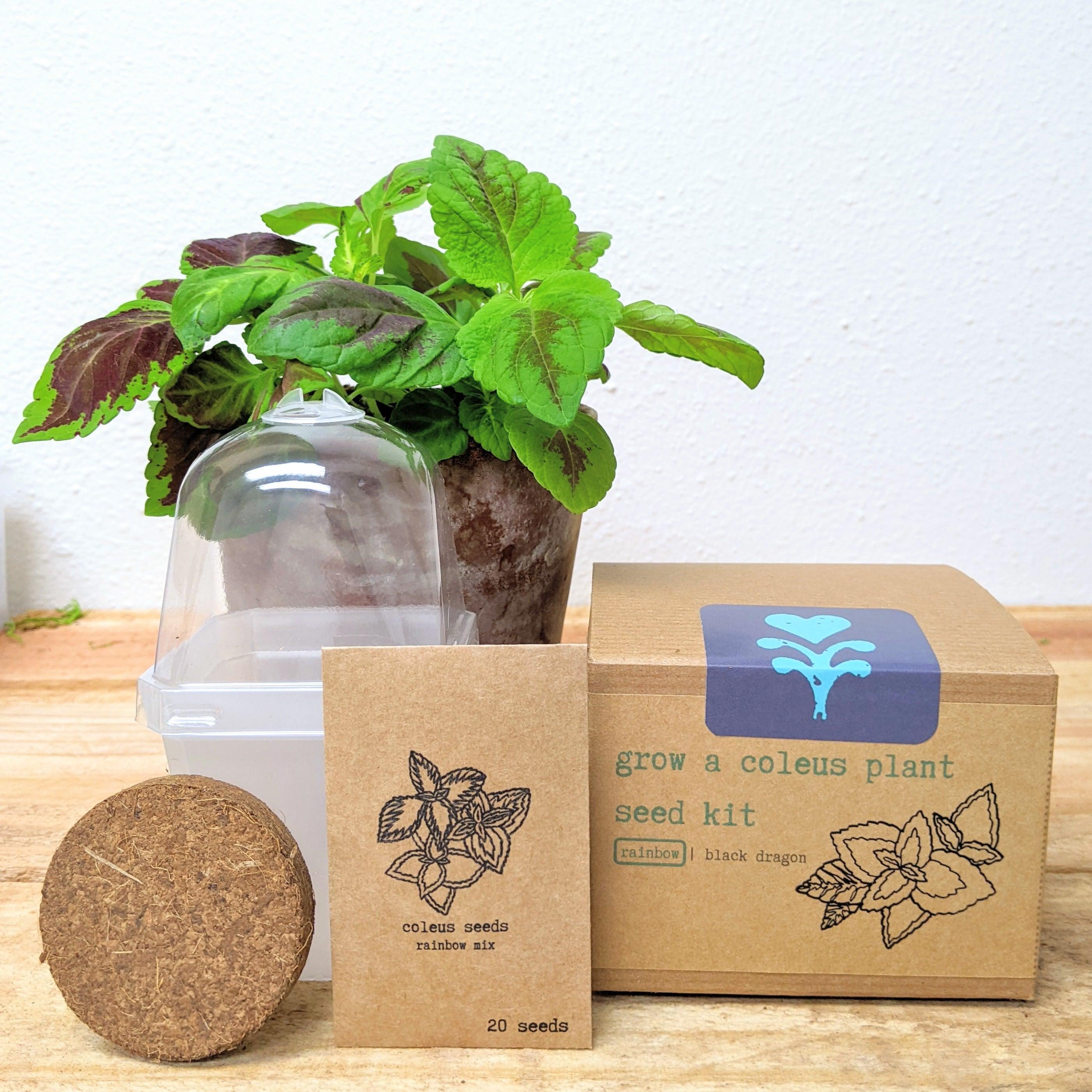 Grow a Bonsai Plant Seed Kit – Plantflix