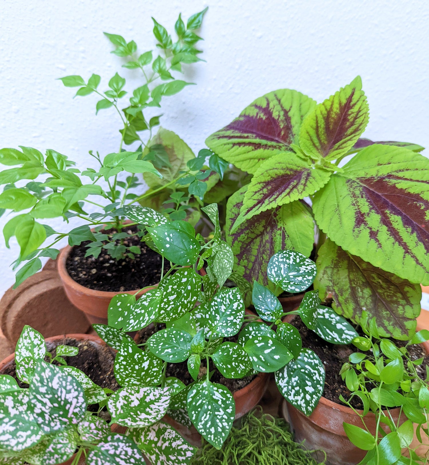 5 Fast-Growing Houseplants you can Grow from Seed