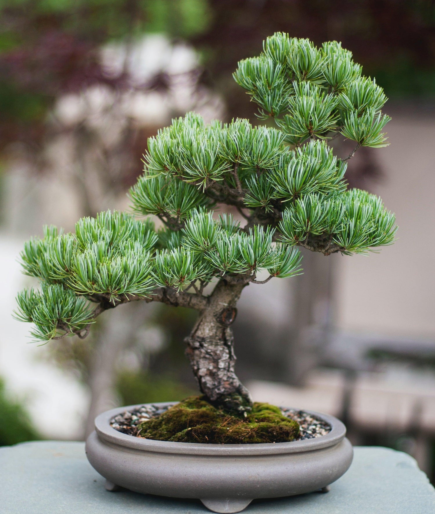 Bonsai Seeds - Plantflix