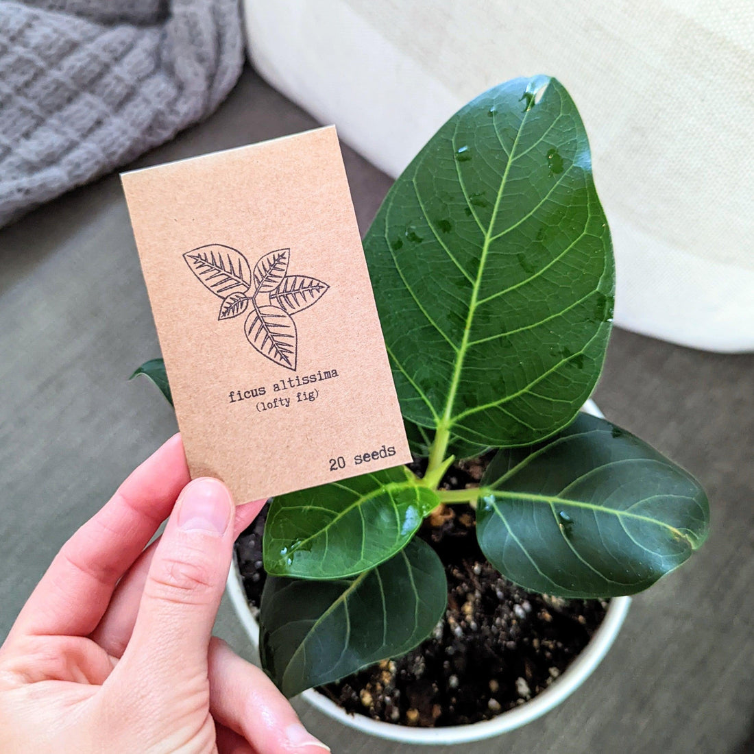 Back to Our Roots Seed Subscription Box – Plantflix