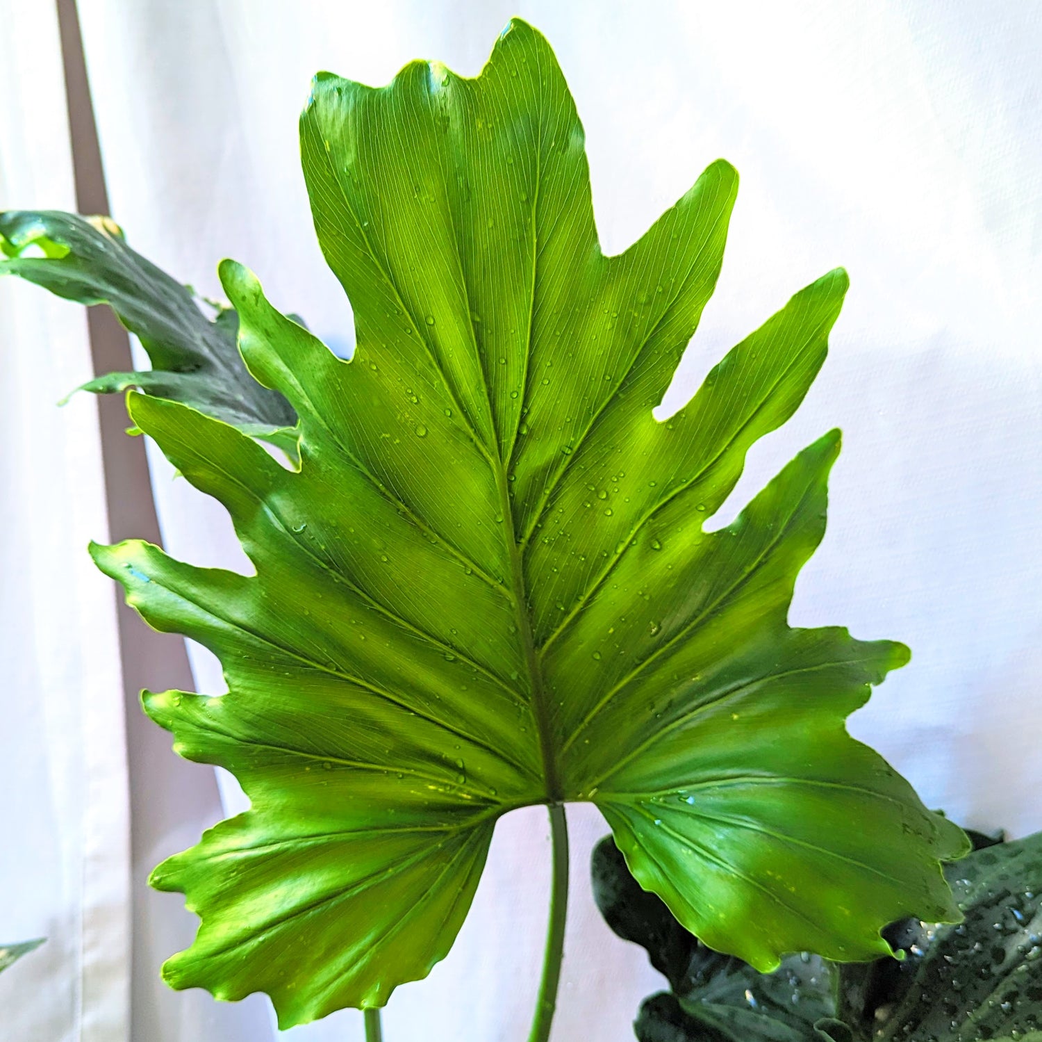 Philodendron Selloum &