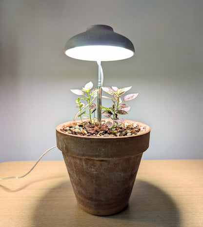 Instant Sun Grow Lamp