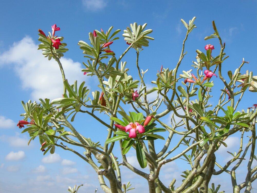 Desert Rose Adenium obesum 20 Seeds – R&B Floridaseeds