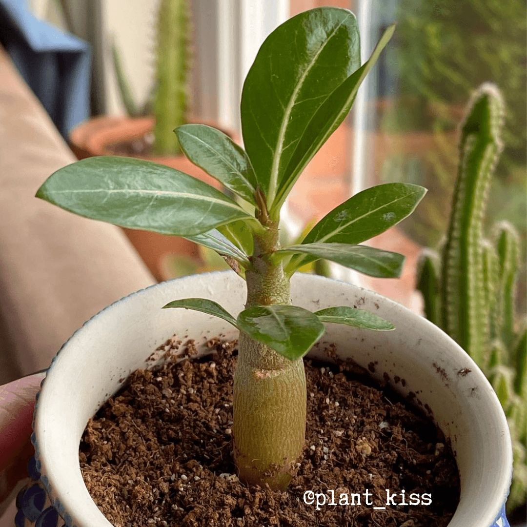 Desert rose, one of the best and unsual exotic houseplant