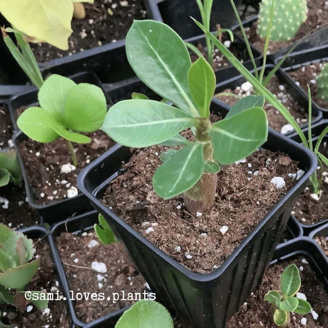 Adenium Obesum Desert Rose 4 inch / Clay Pot by Succulents Box