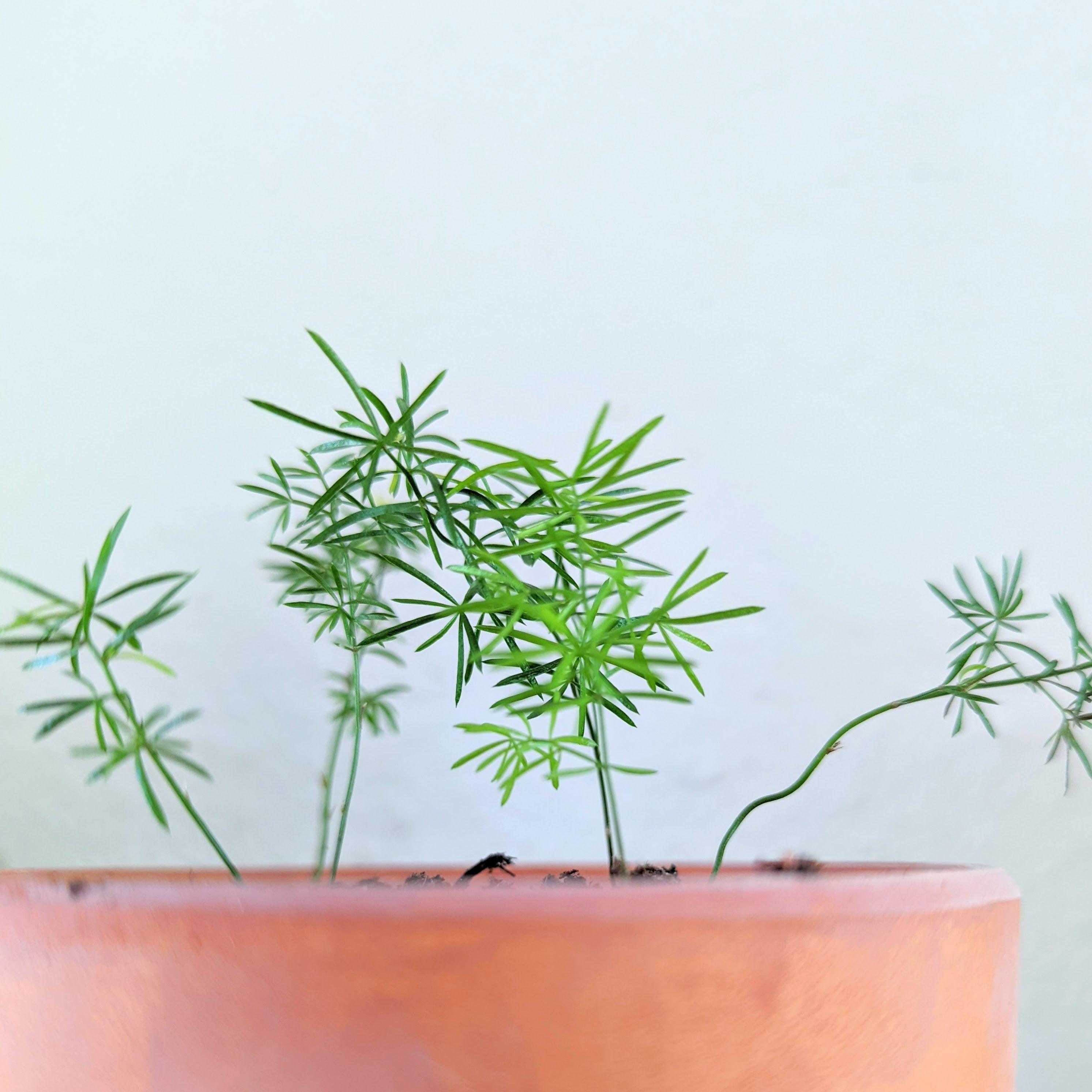 Foxtail Fern - Asparagus meyerii - 4 Pot - Easy to Grow Houseplant - Live Plant