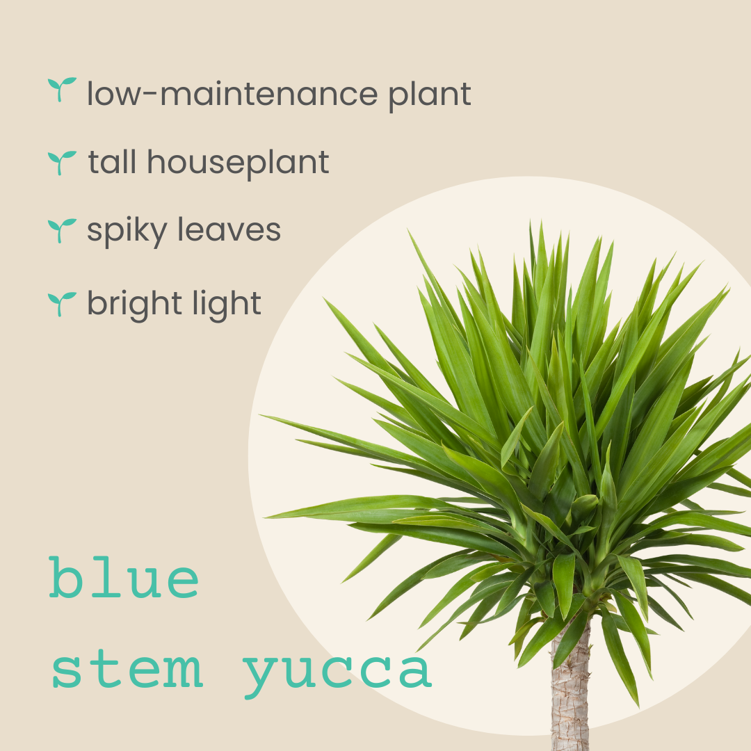 Yucca Baccata &quot;Blue Stem Yucca&quot; Seeds