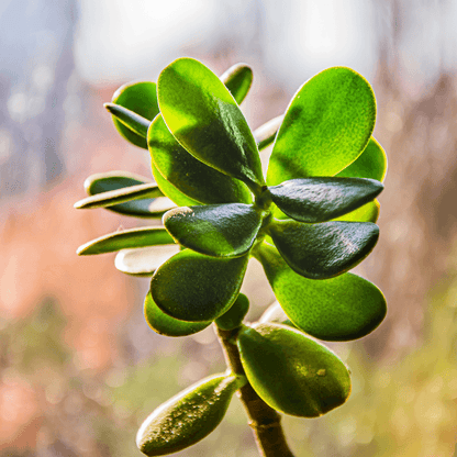 Crassula Mix Seeds – Plantflix