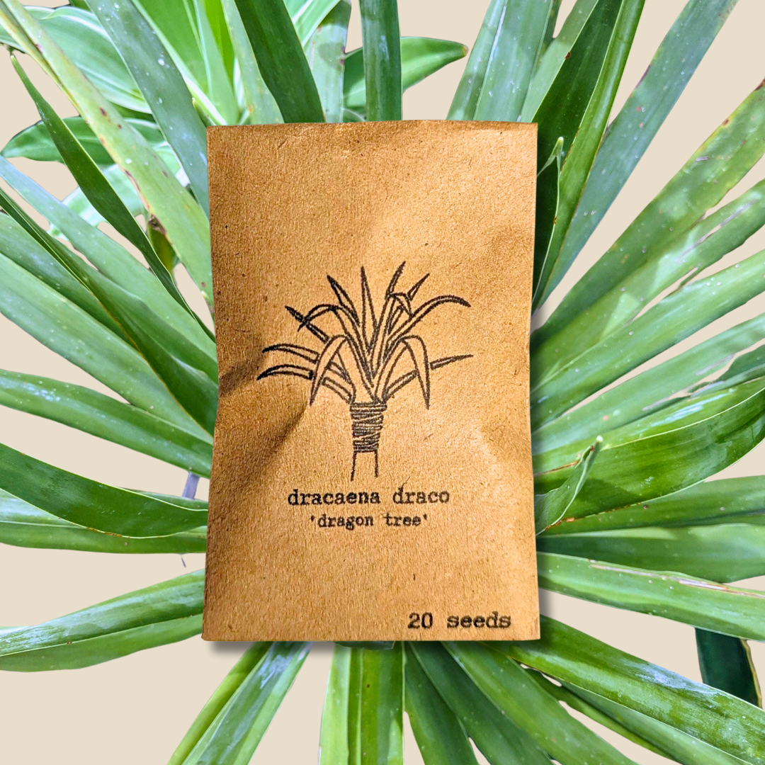 Dracaena Draco &