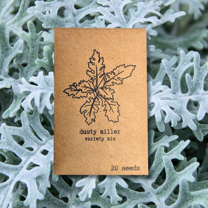 Dusty Miller Mix Seeds