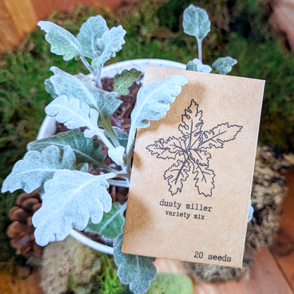 Dusty Miller Mix Seeds