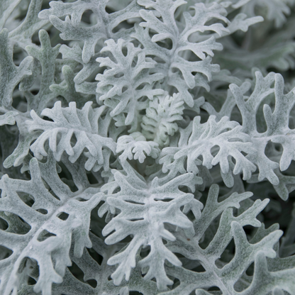 Dusty Miller Mix Seeds