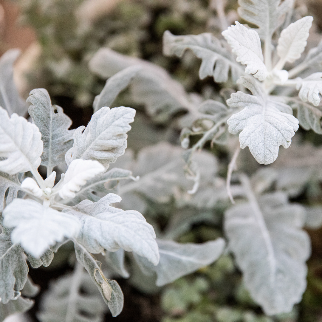 Dusty Miller Mix Seeds