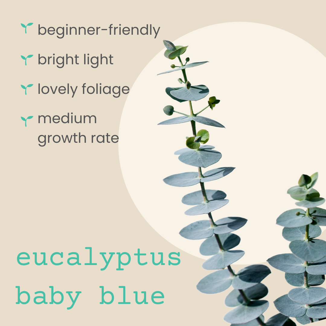 Eucalyptus Pulverulenta &