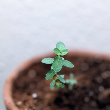 Eucalyptus Pulverulenta 'Baby Blue' Seeds – Plantflix