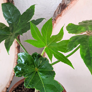 Fatsia Japonica 'Japanese Aralia' Seeds – Plantflix