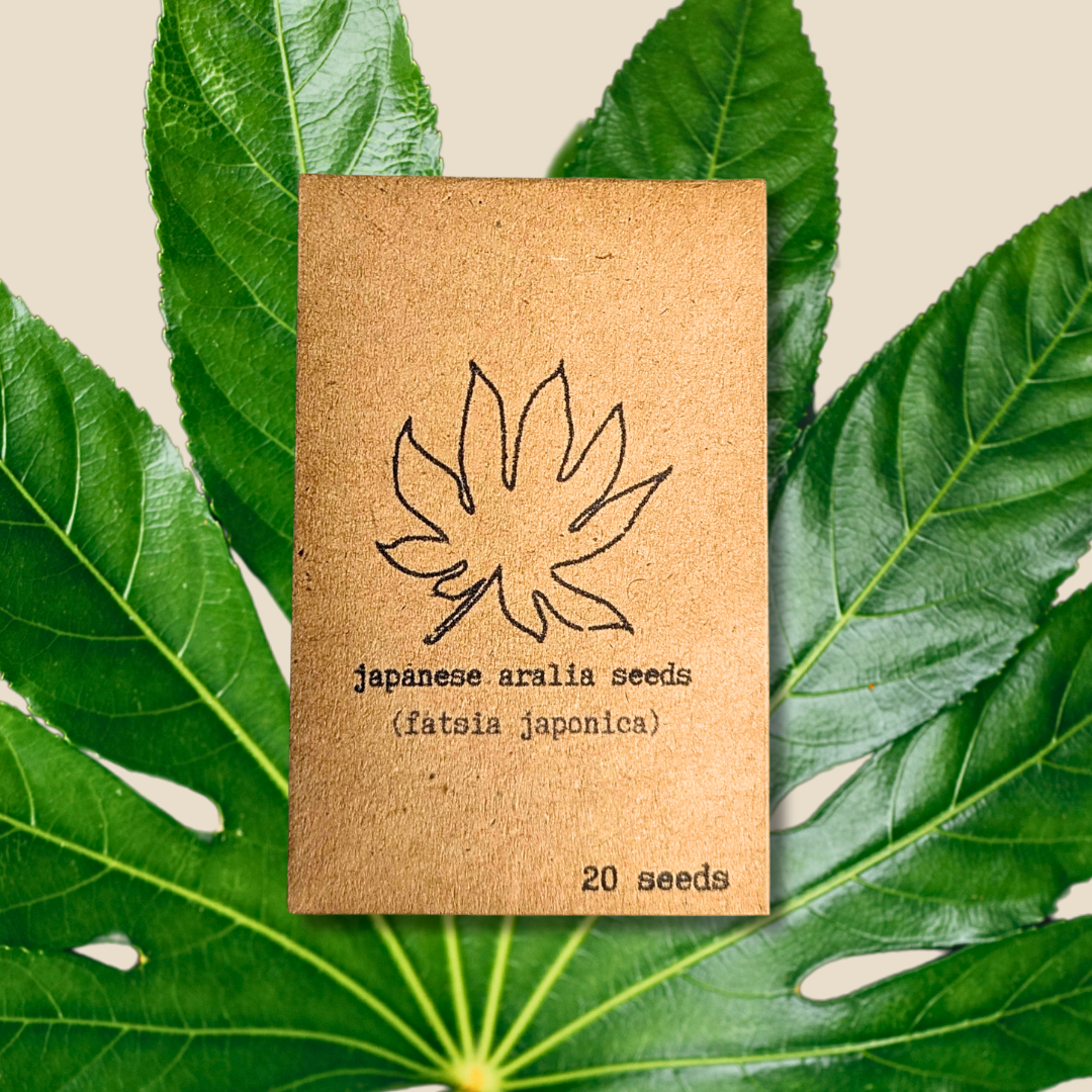 Fatsia Japonica &