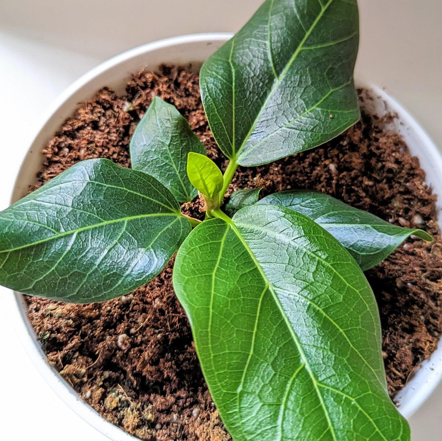 ficus-altissima-lofty-fig-seeds-plantflix