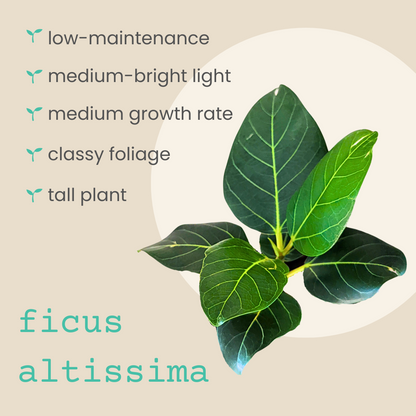 Ficus Altissima &