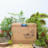 "Grow an Indoor Jungle" Houseplant Seed Kit - Plantflix