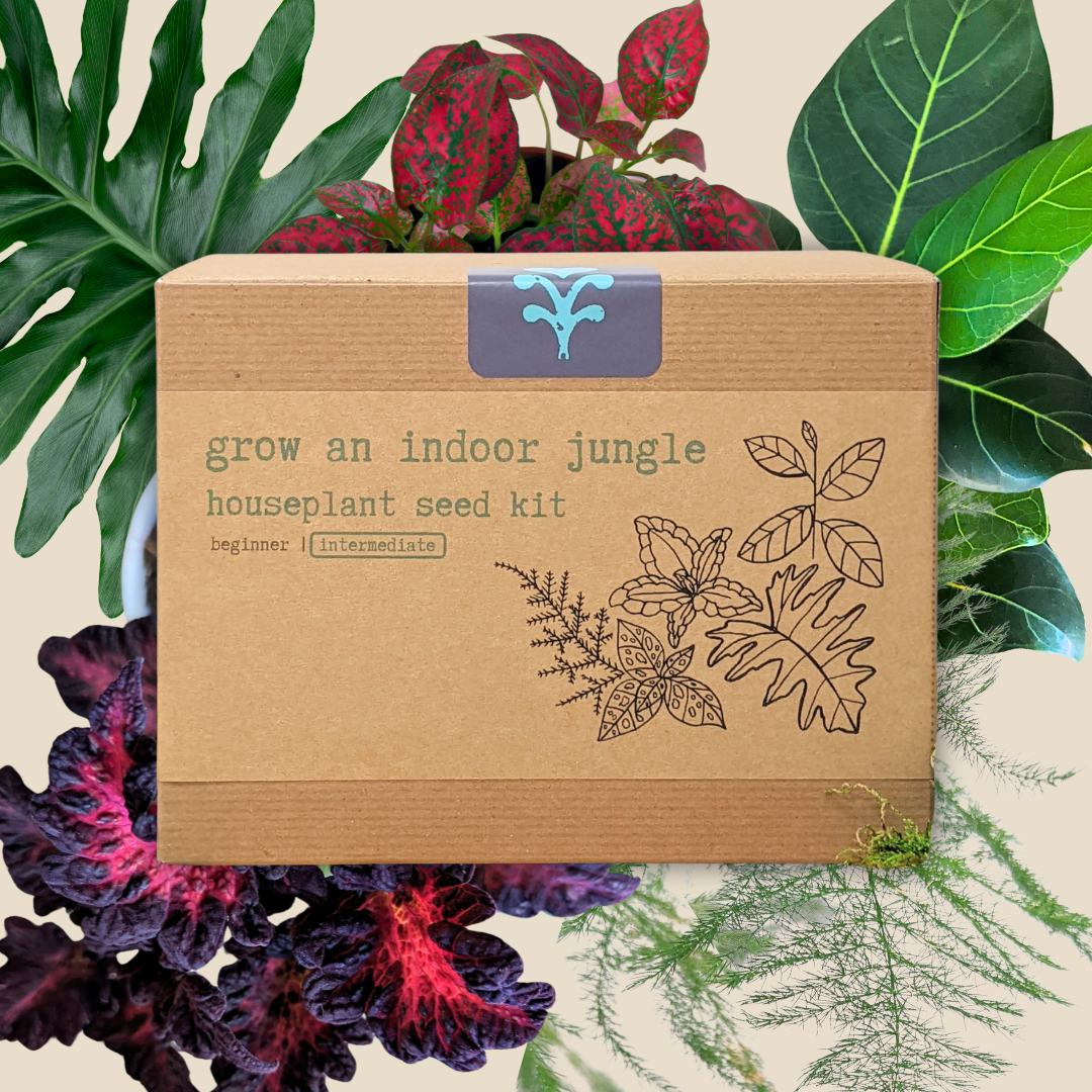 &quot;Grow an Indoor Jungle&quot; Houseplant Seed Kit