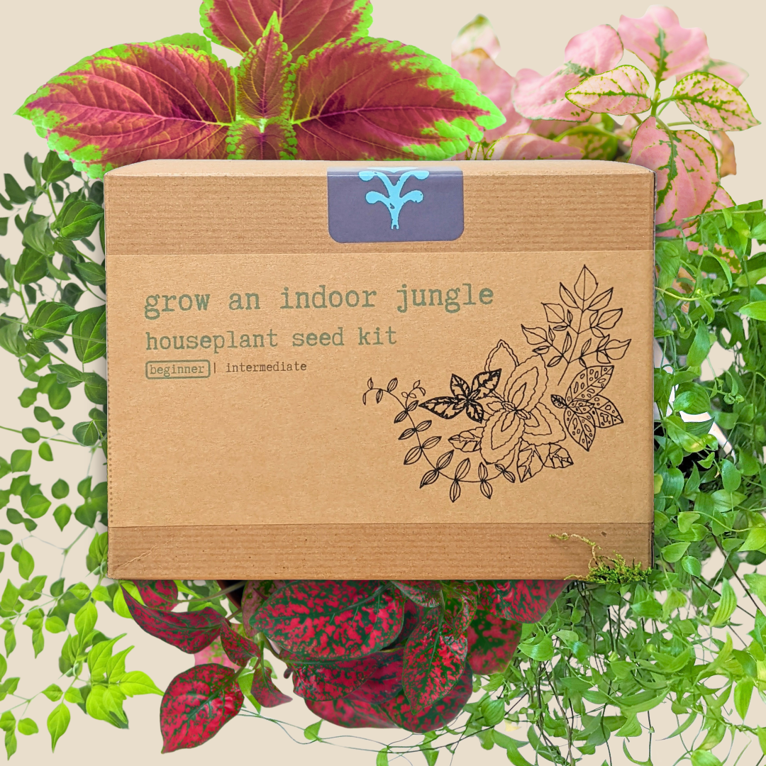 &quot;Grow an Indoor Jungle&quot; Houseplant Seed Kit