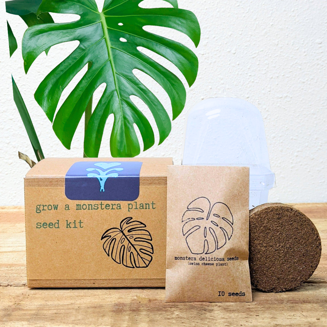 Grow a Monstera Seed Kit