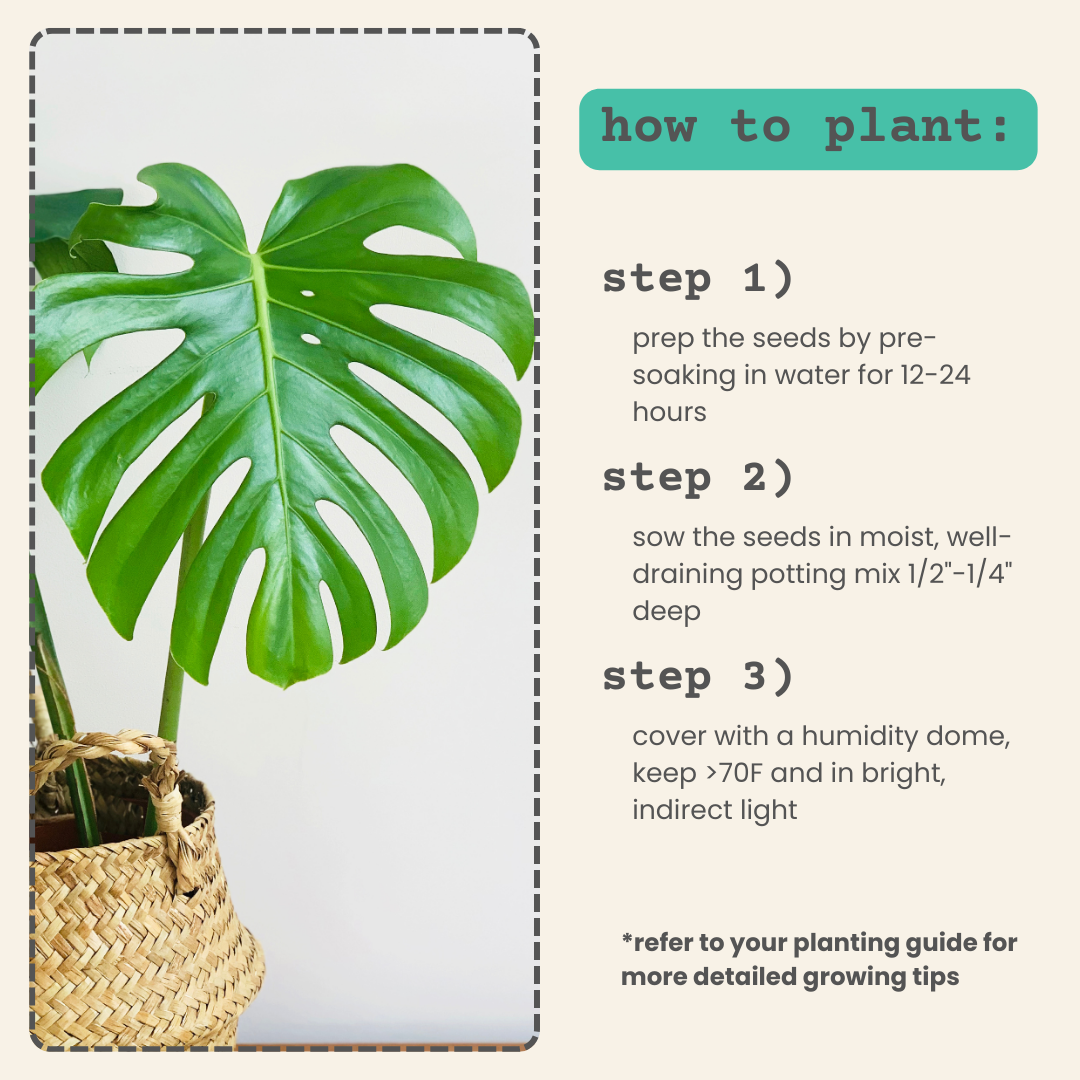 Monstera Deliciosa &quot;Swiss Cheese Plant&quot; Seeds