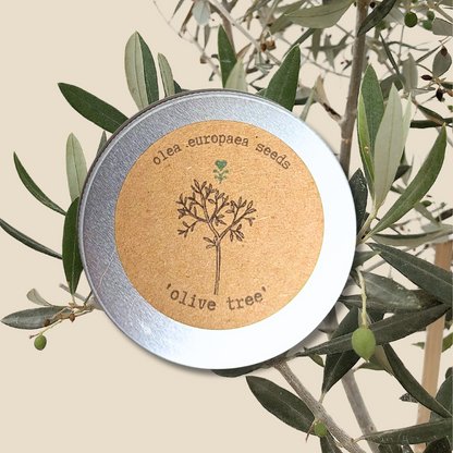 Olea Europaea &