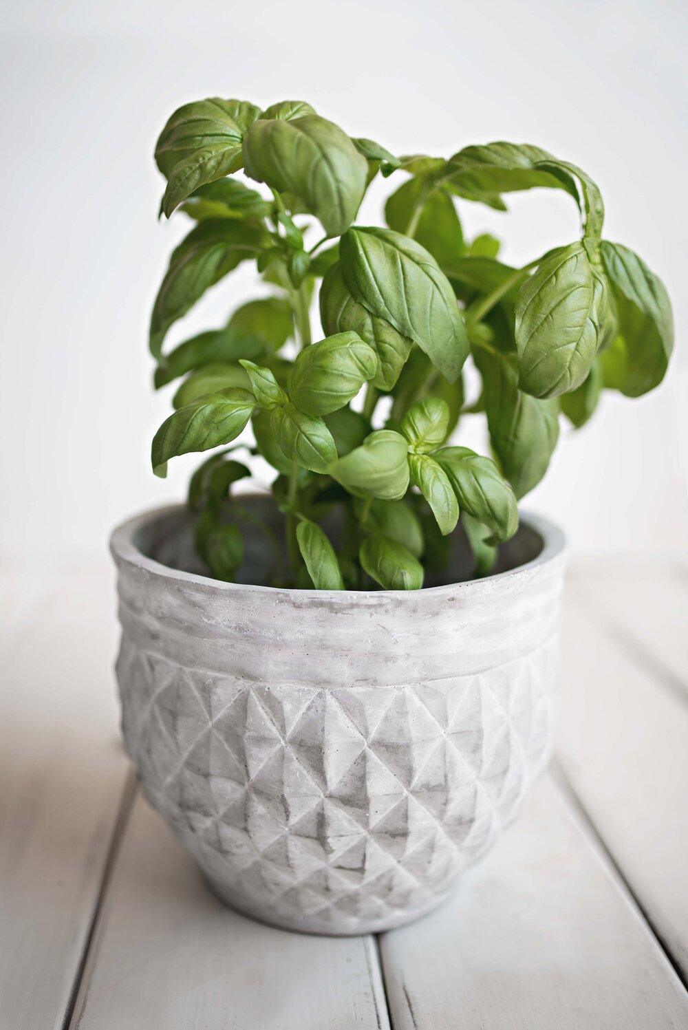 Organic Basil Seeds Plantflix