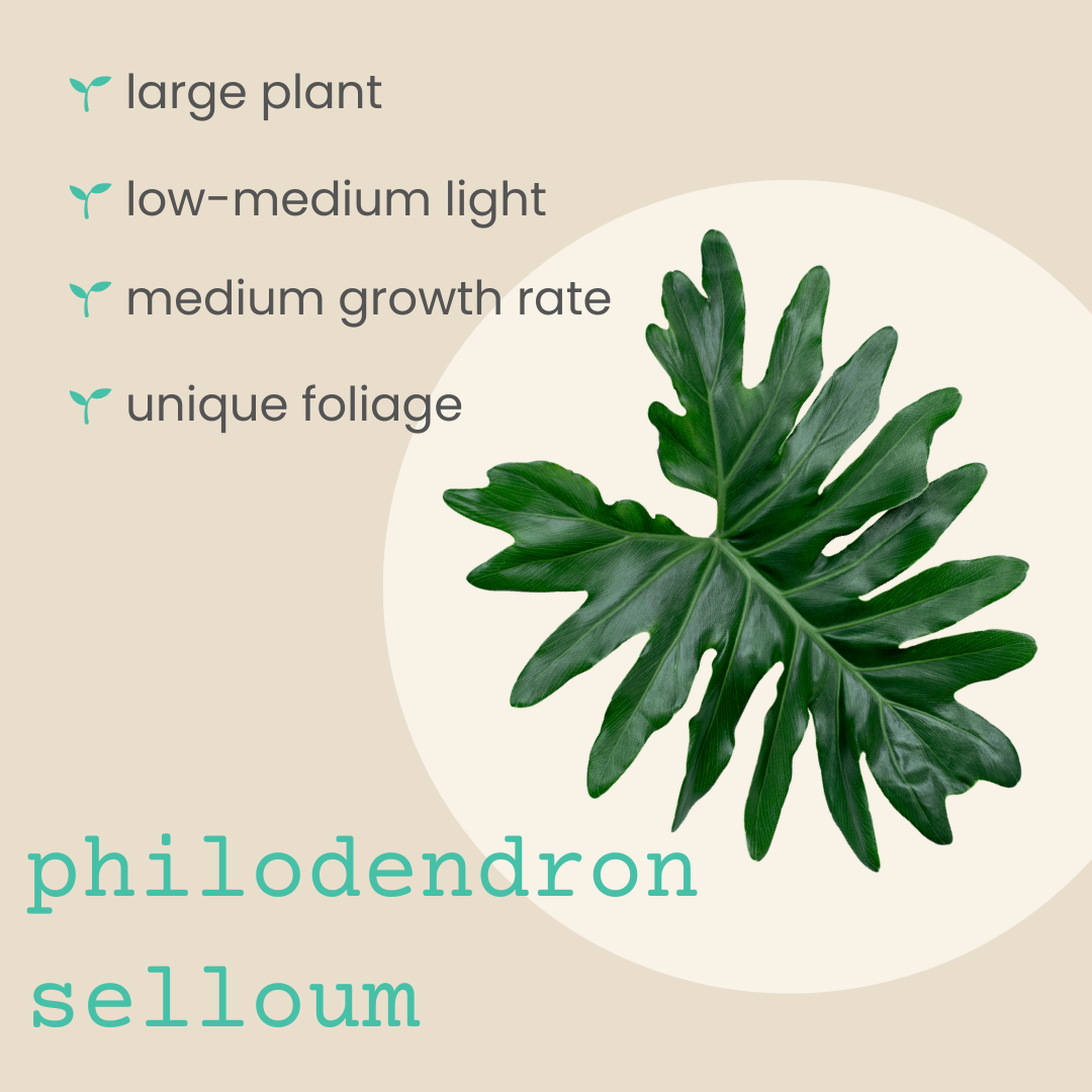 Philodendron Selloum &