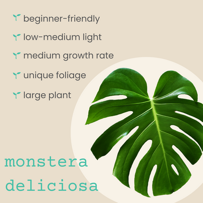 Monstera Deliciosa &quot;Swiss Cheese Plant&quot; Seeds