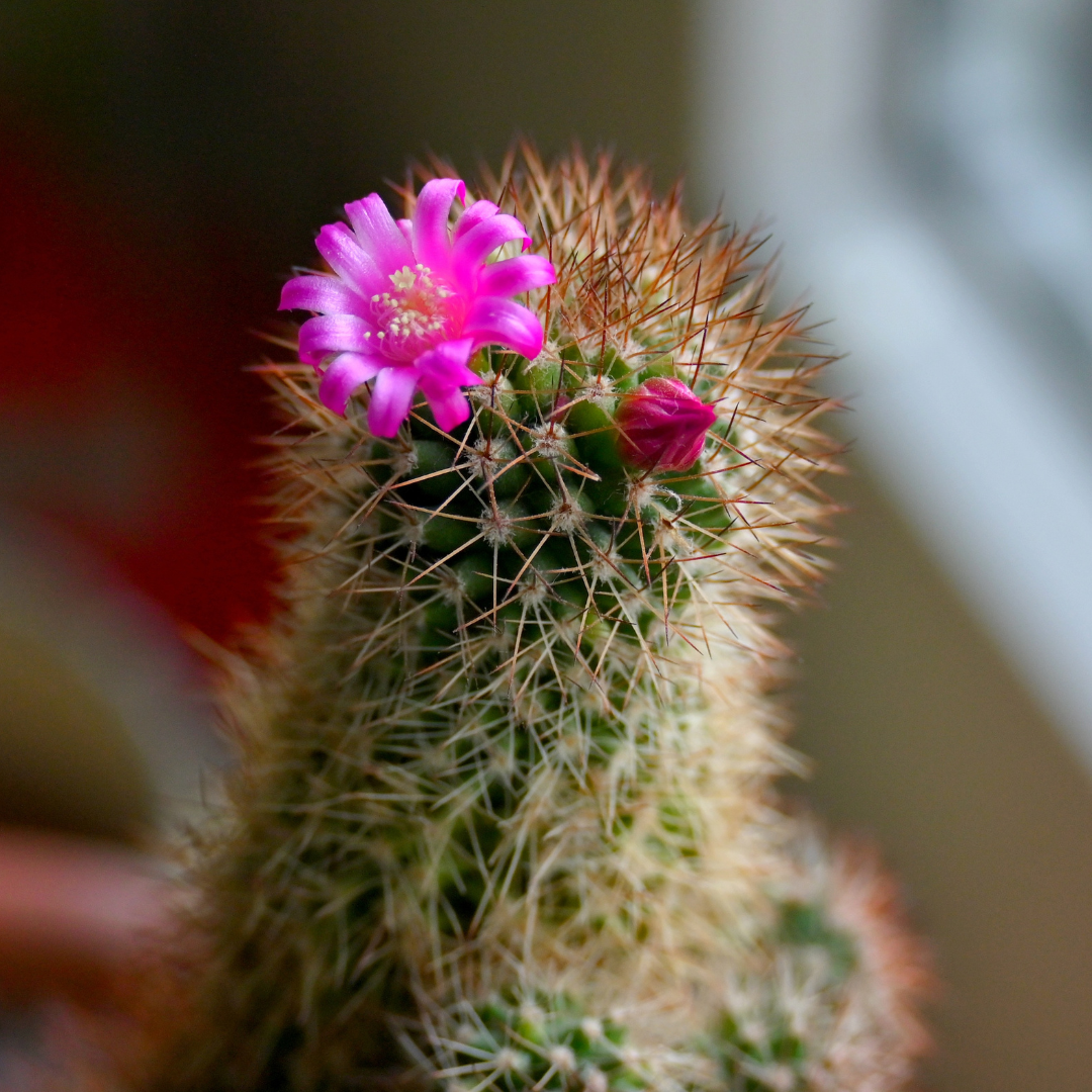 Mammillaria mix &quot;Pincushion Cactus&quot; Seeds