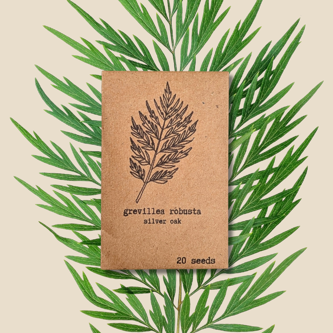 Grevillea Robusta &